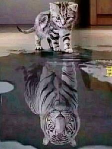 重生之远征军的